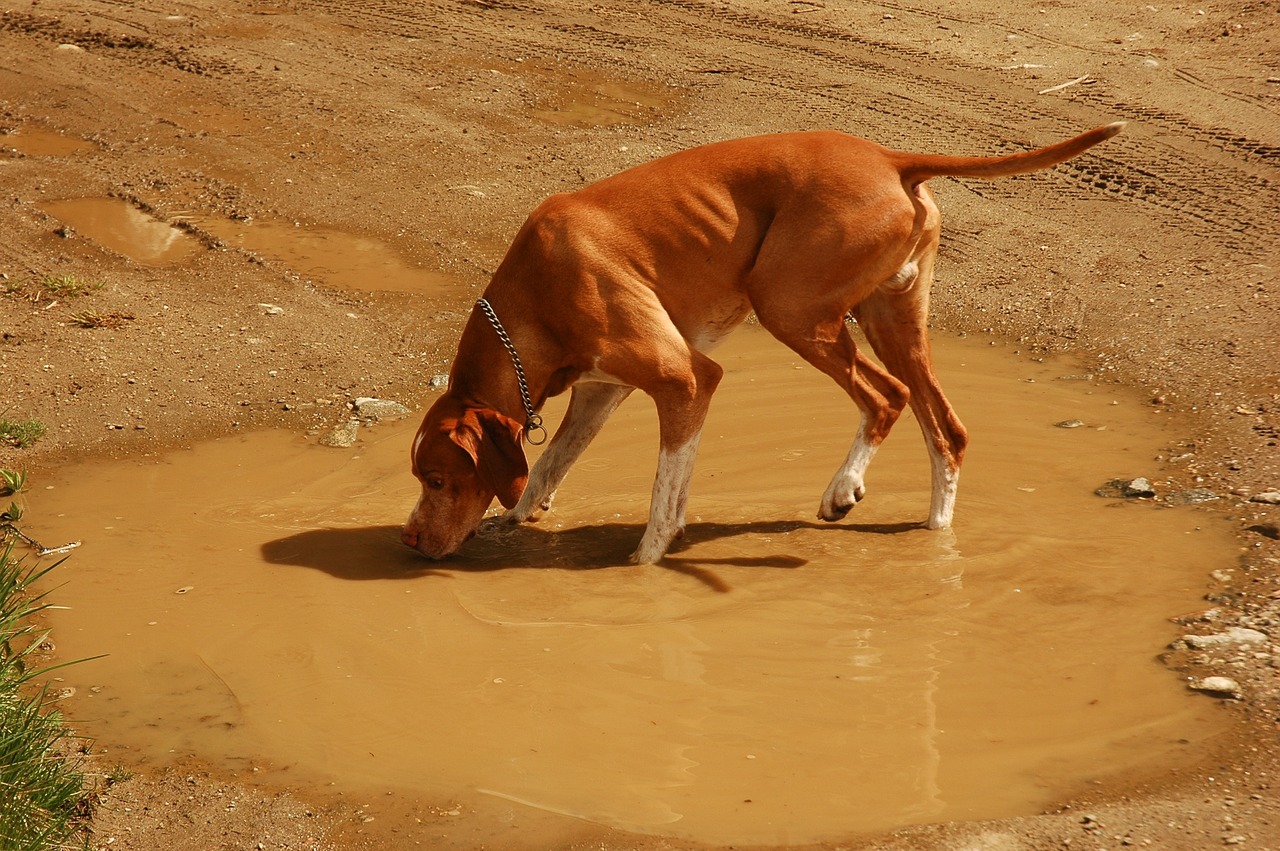 hunting dog puddle animal free photo