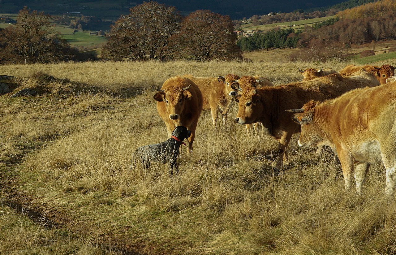 hunting dog cows herd free photo