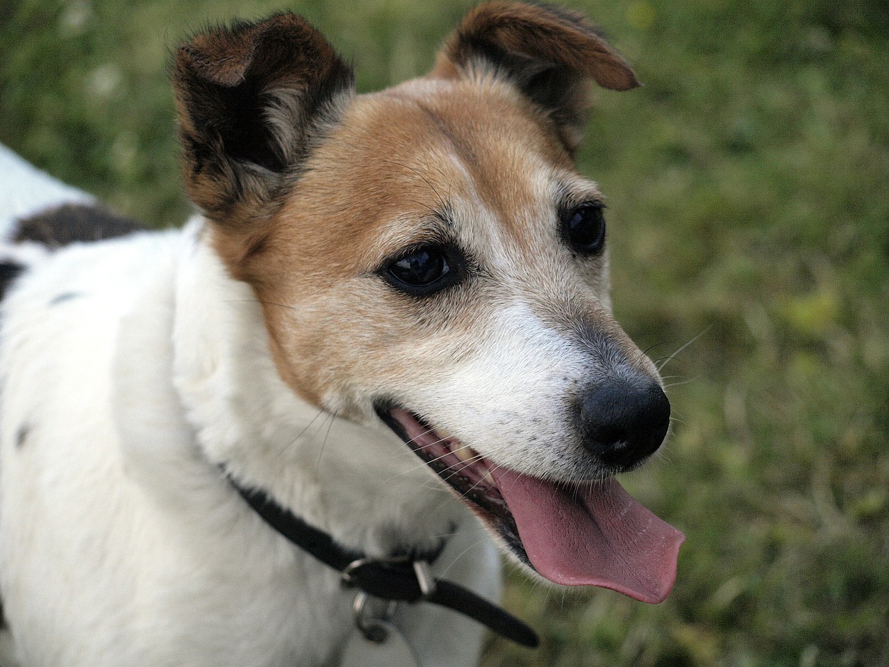 hunting dog jack russell terrier free photo