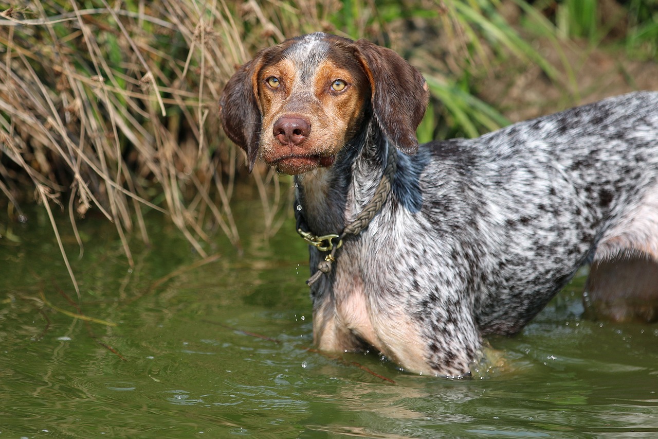 hunting dog dog water free photo