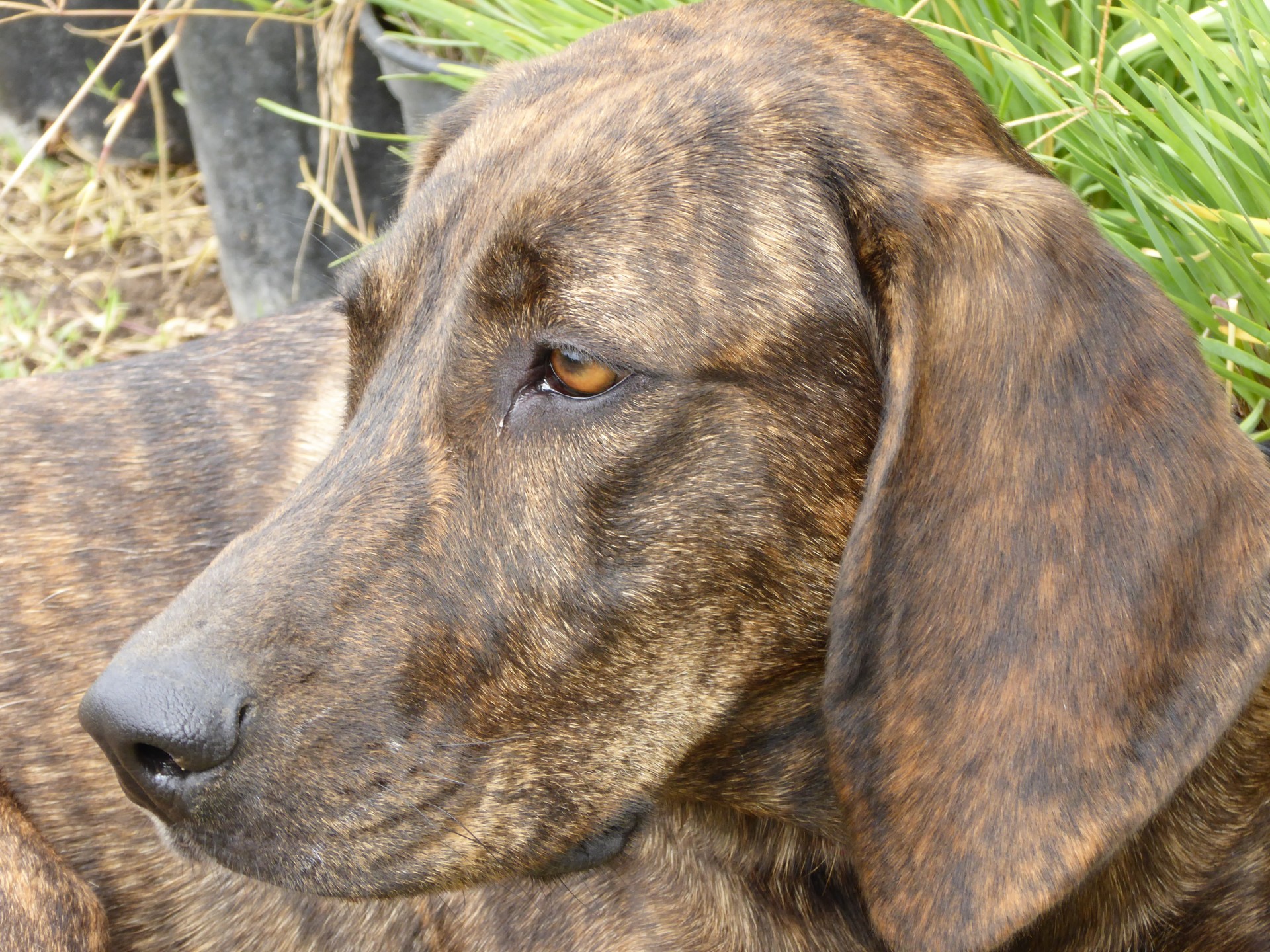 hunting dog close-up free photo