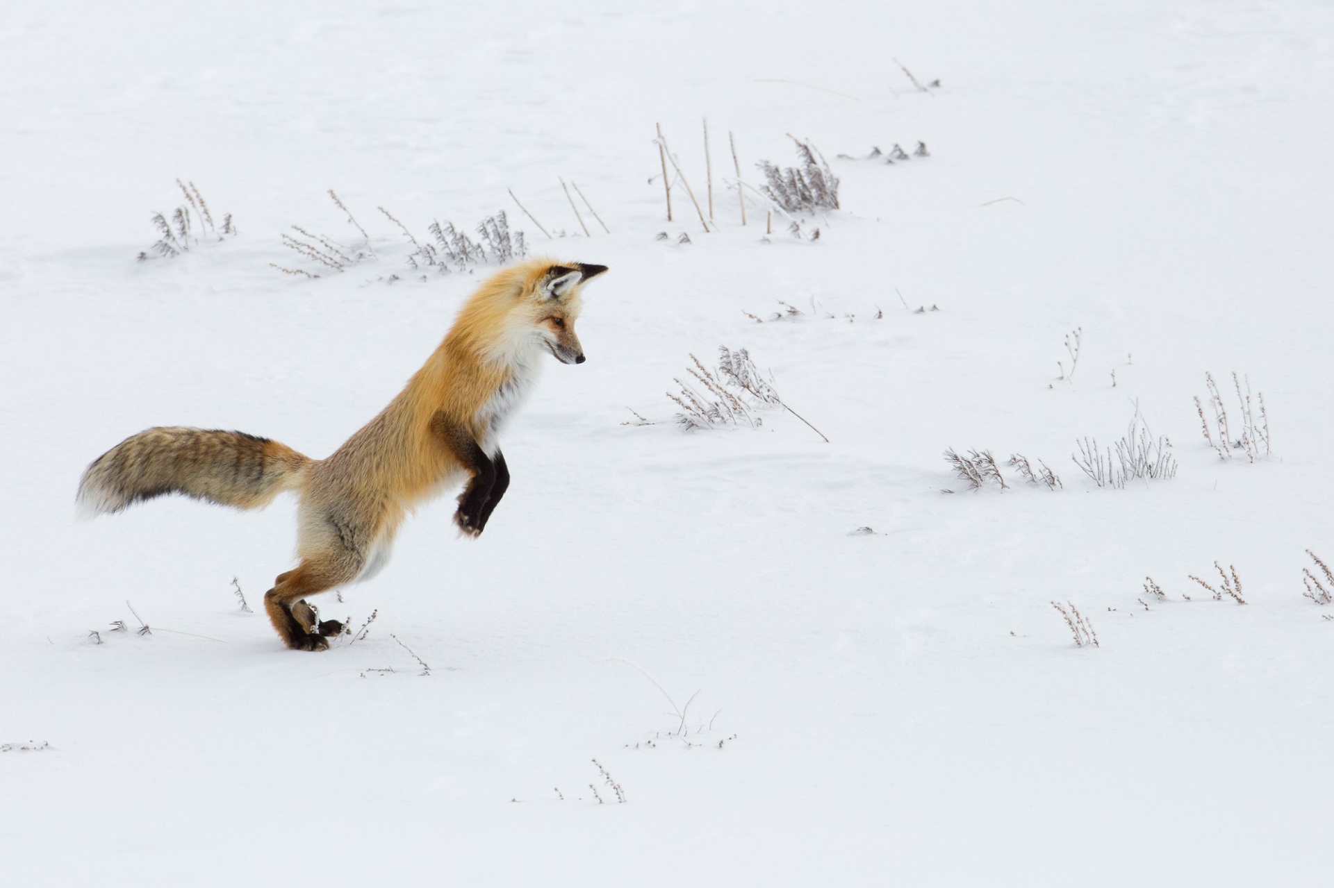 red fox wildlife winter free photo