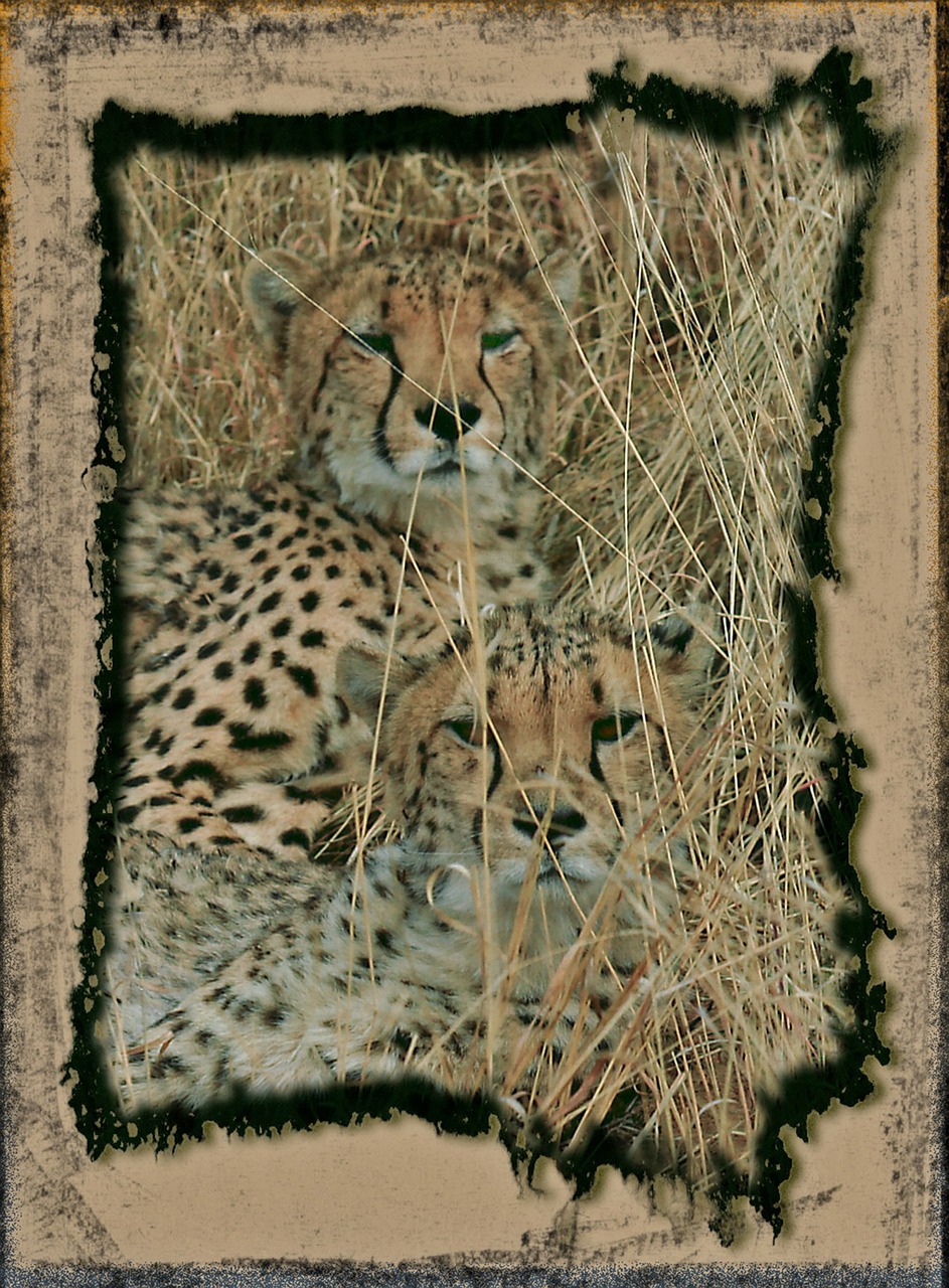 hunting leopard cheetah fast free photo