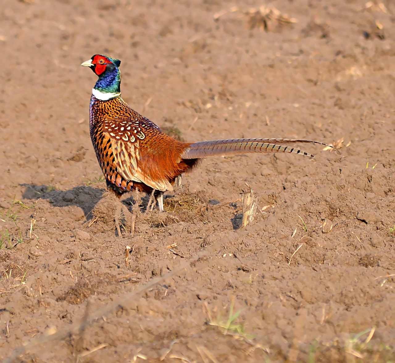 hunting pheasant colorful gorgeous free photo