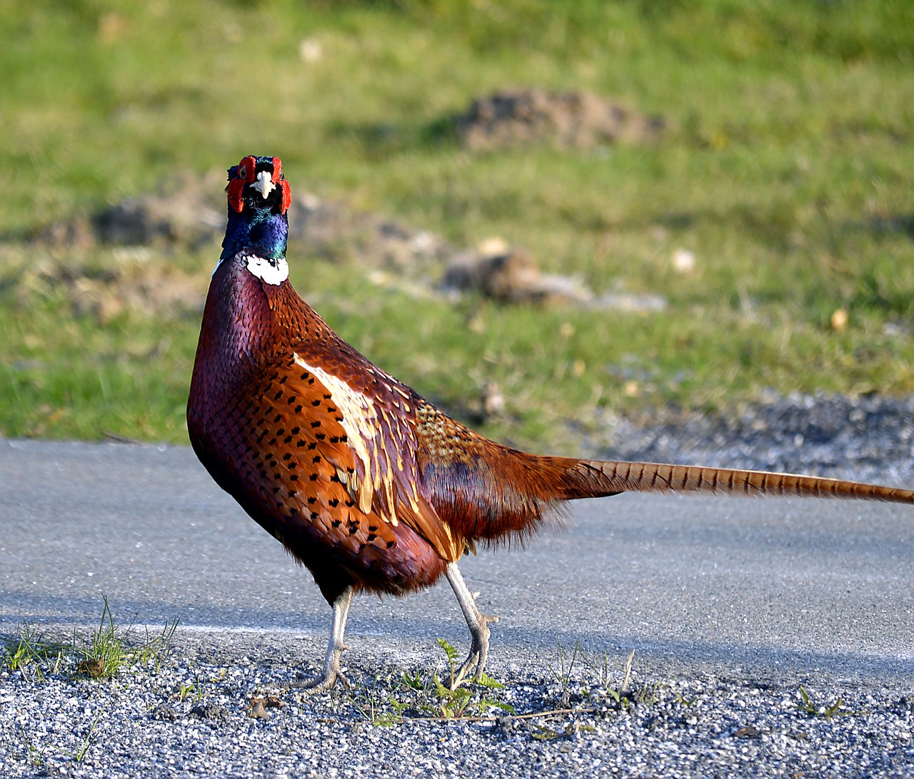 hunting pheasant pheasant colorful free photo