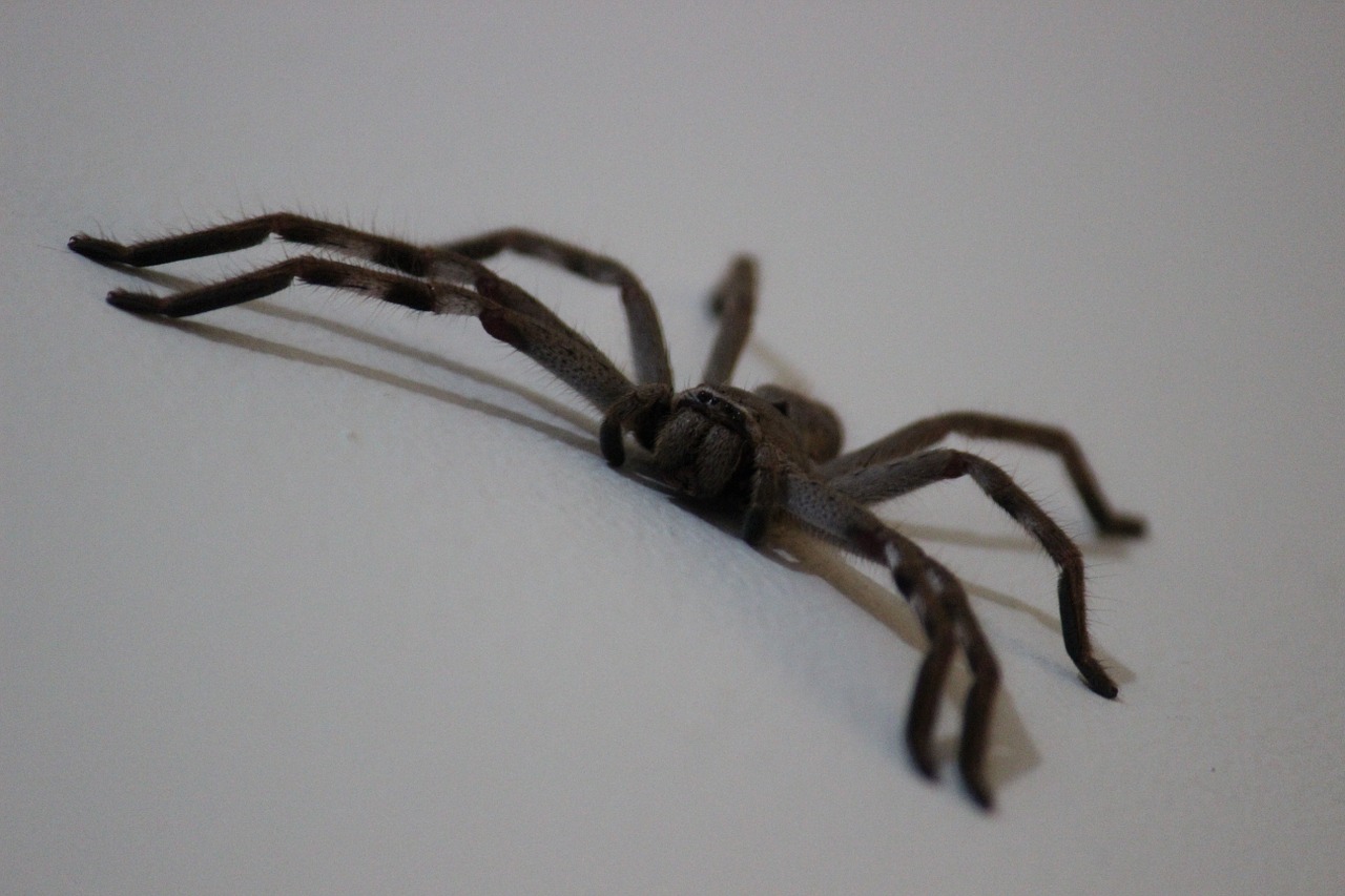 huntsman spider arachnid free photo