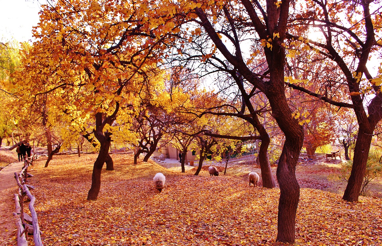 hunza autumn mountain free photo