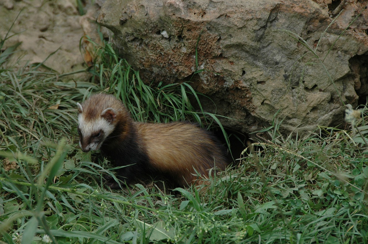 huron animals burrow free photo