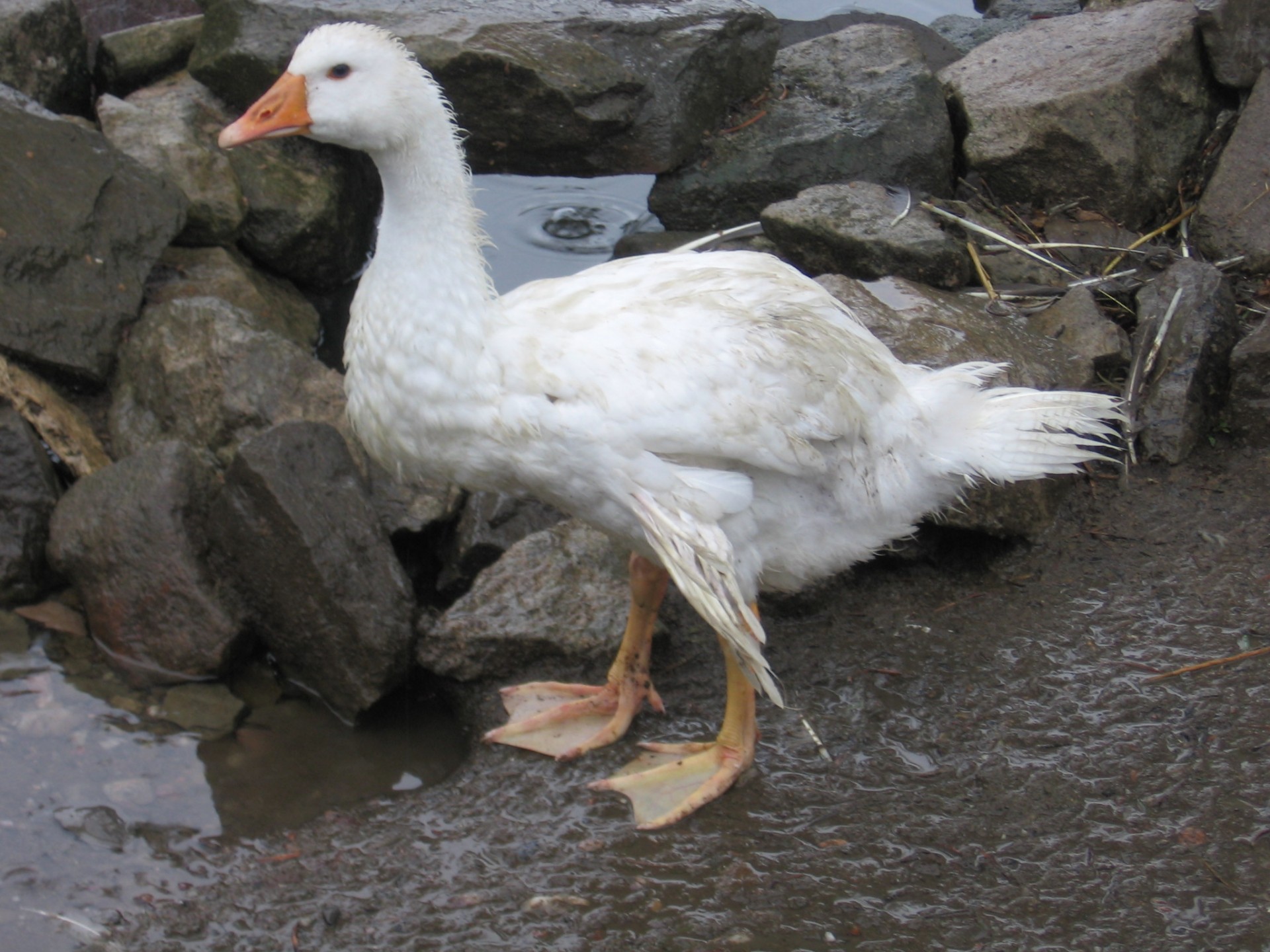 goose farm animal domestic goose free photo