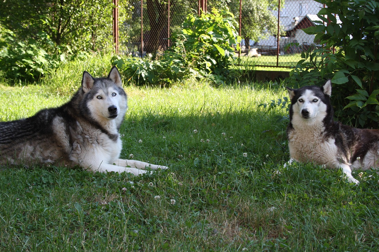 huskies dog blue free photo