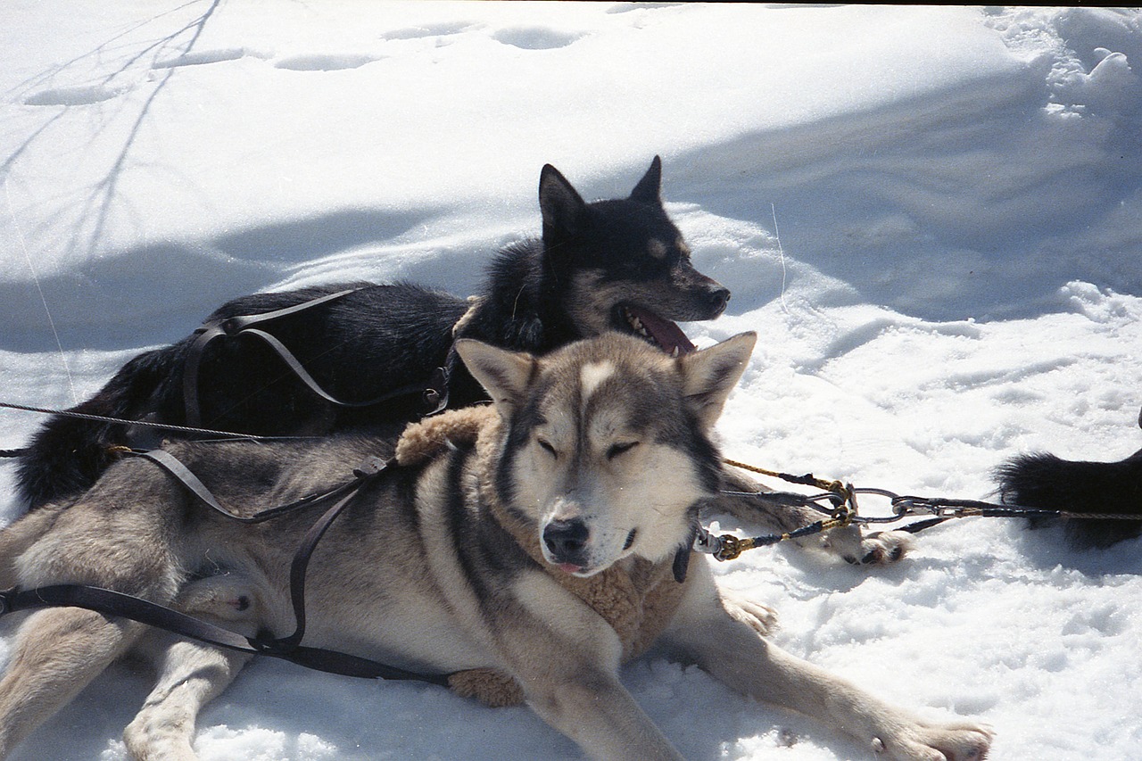 huskies mountains dog free photo