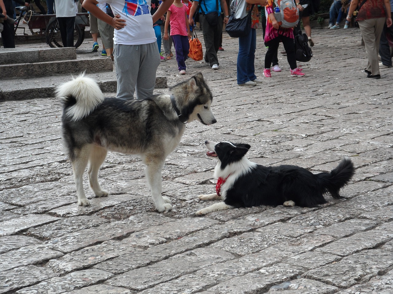 huskies lijiang animal free photo