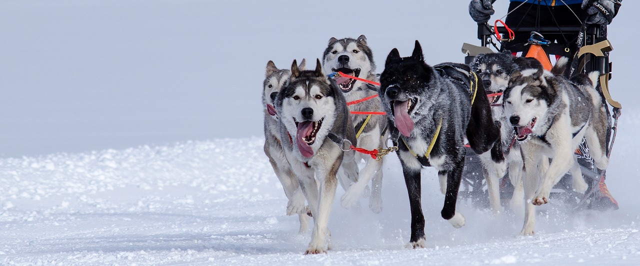 huskies sled dog racing sled race free photo