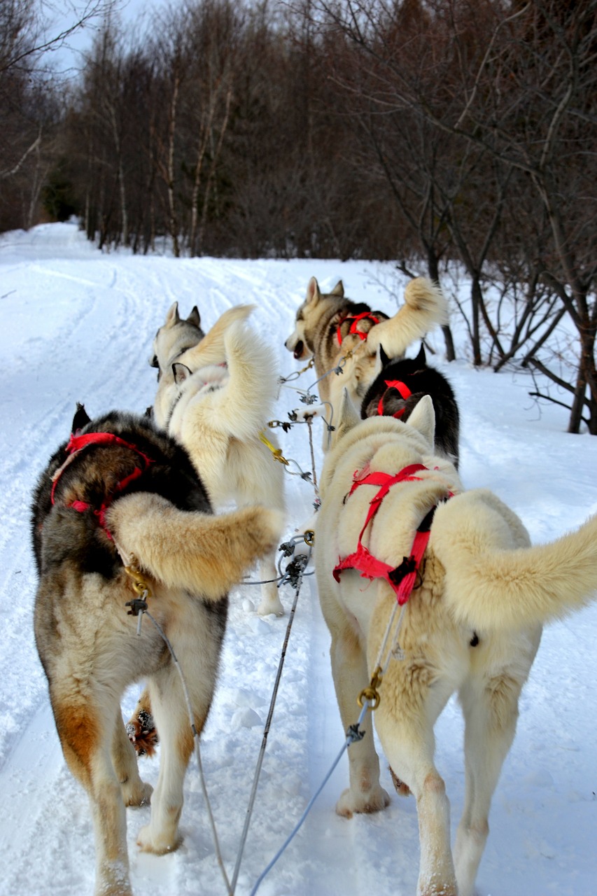 huskies sled dogs free photo