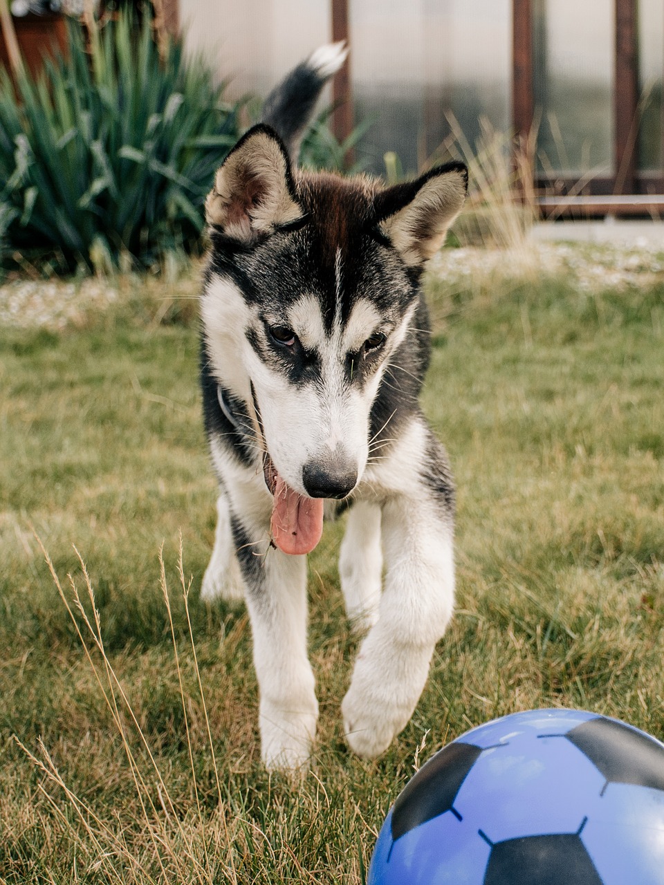 huskies  štěne  cute free photo