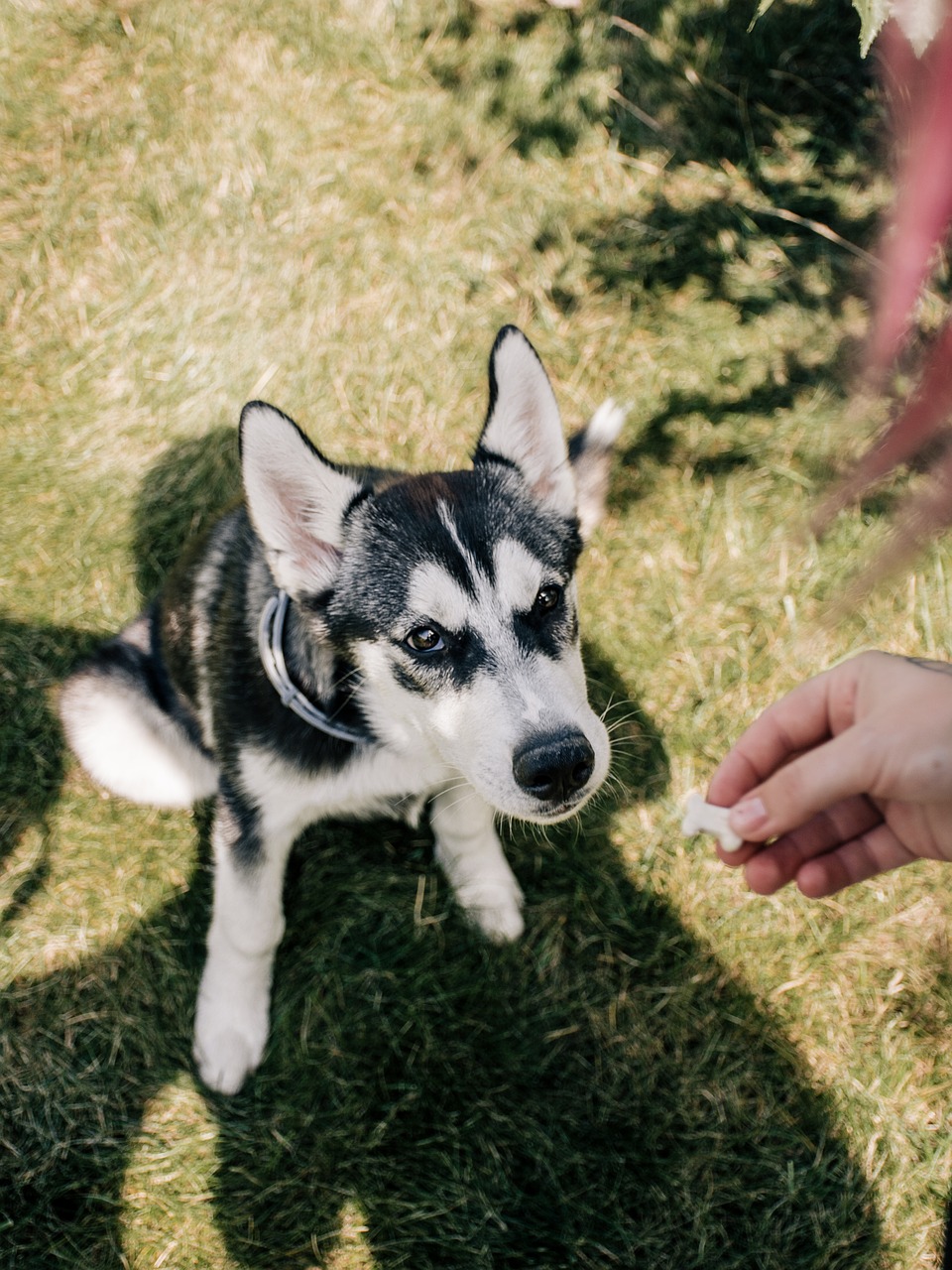 huskies  štěne  cute free photo