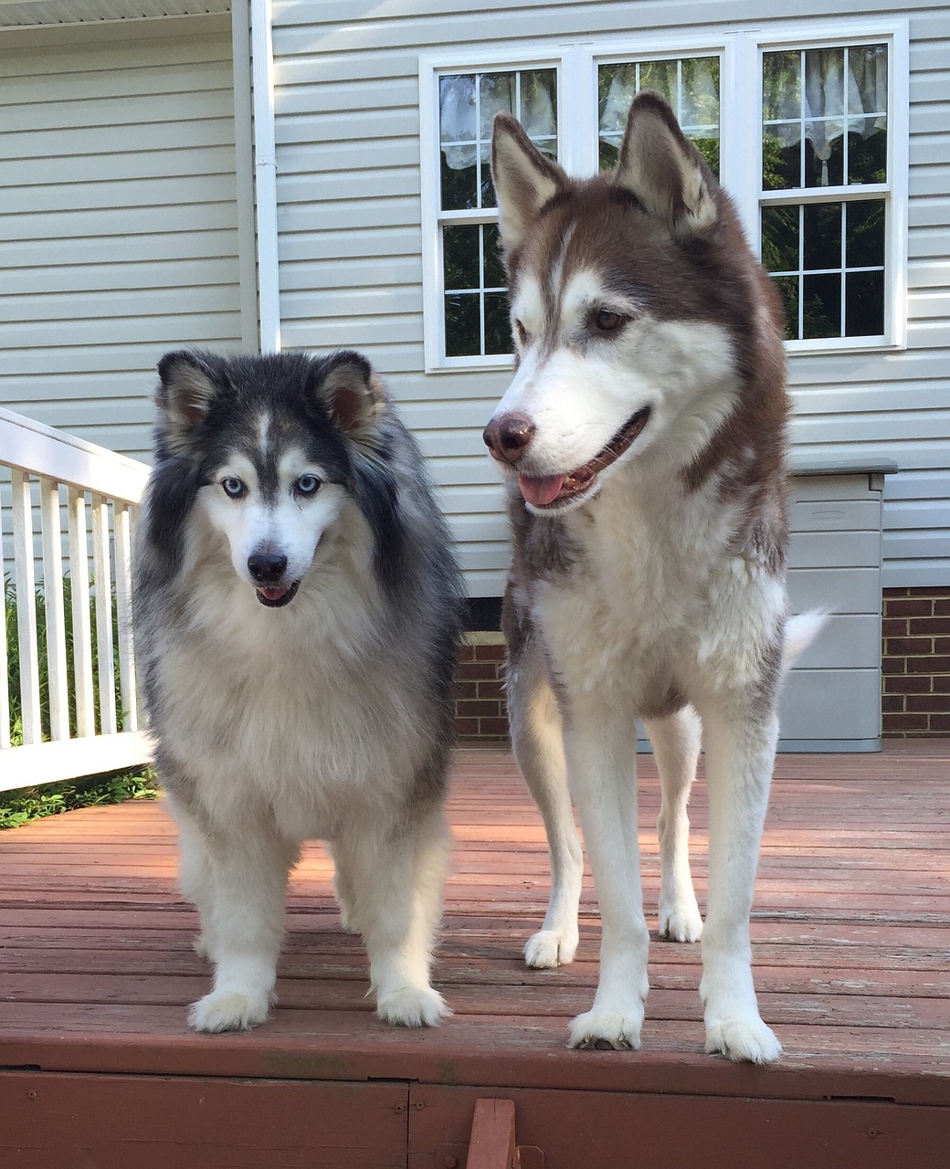 huskies dogs siberian free photo