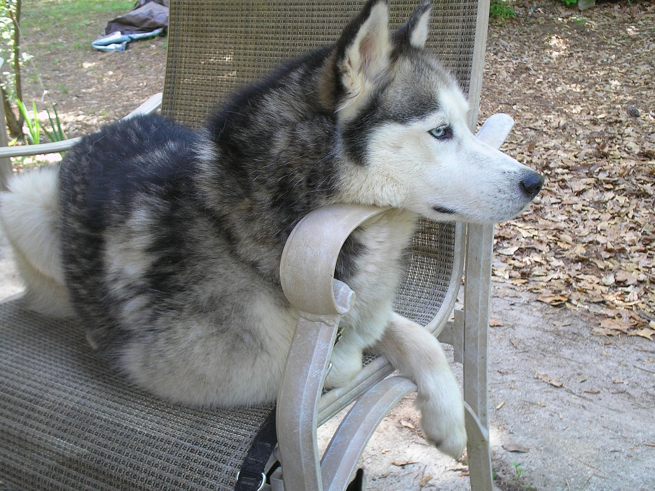 husky dog siberian free photo