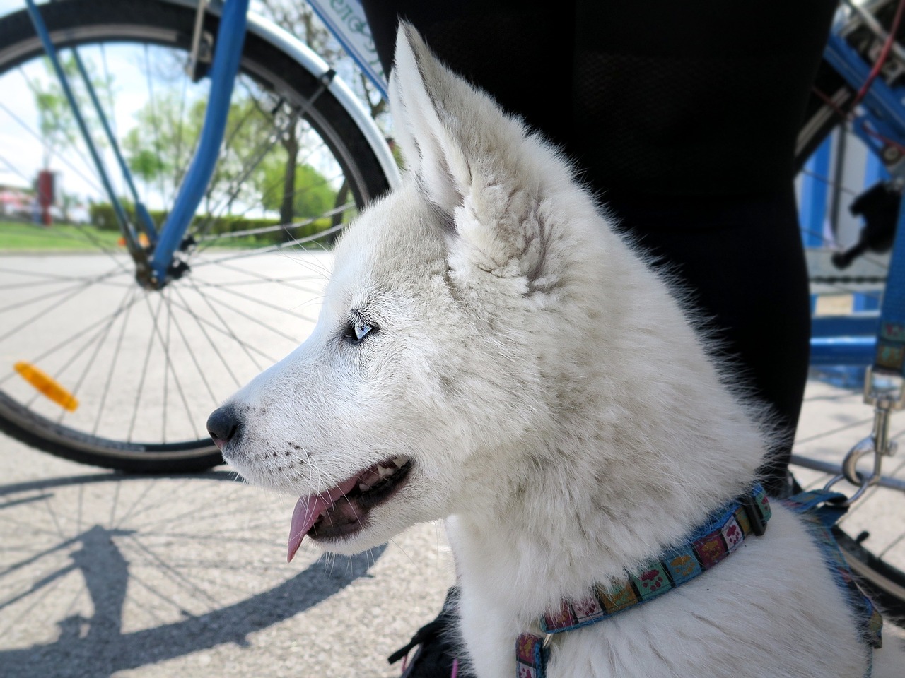 husky dog animal free photo