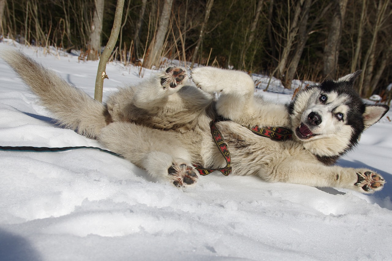 husky sled dogs adamczak free photo