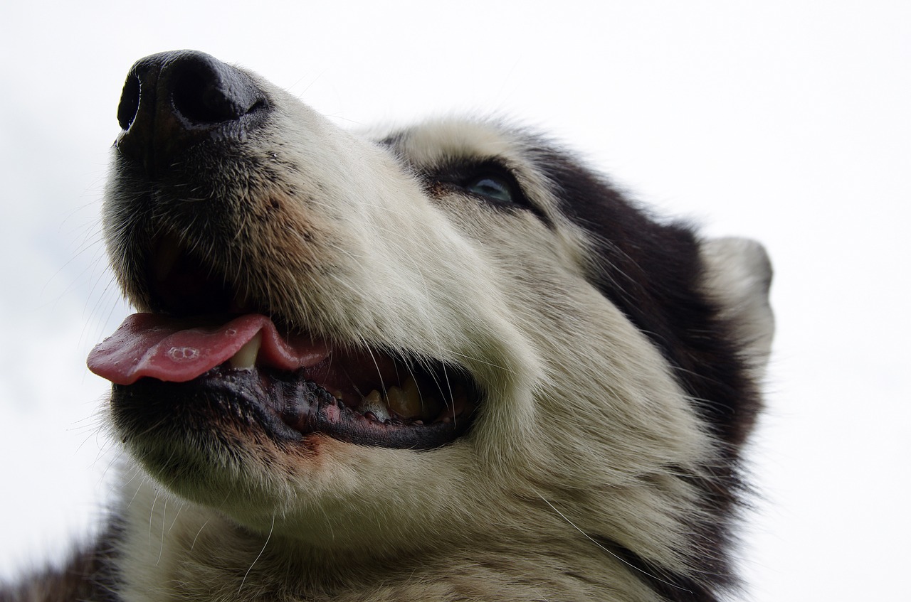 husky sled dogs adamczak free photo