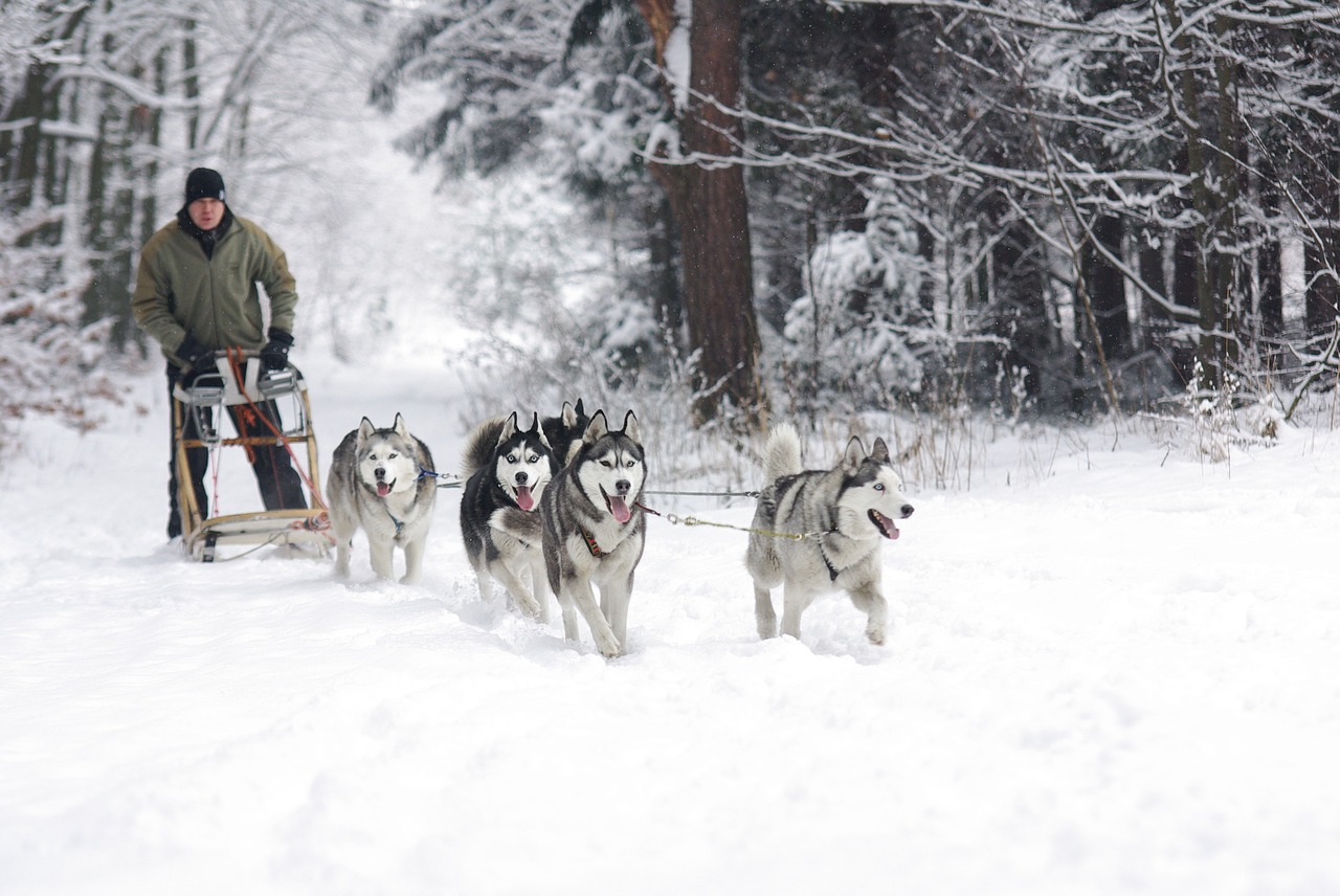 husky sled dogs adamczak free photo