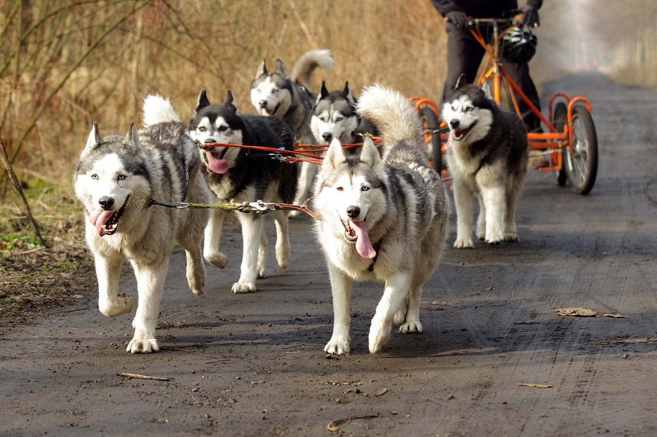 husky sled dogs adamczak free photo