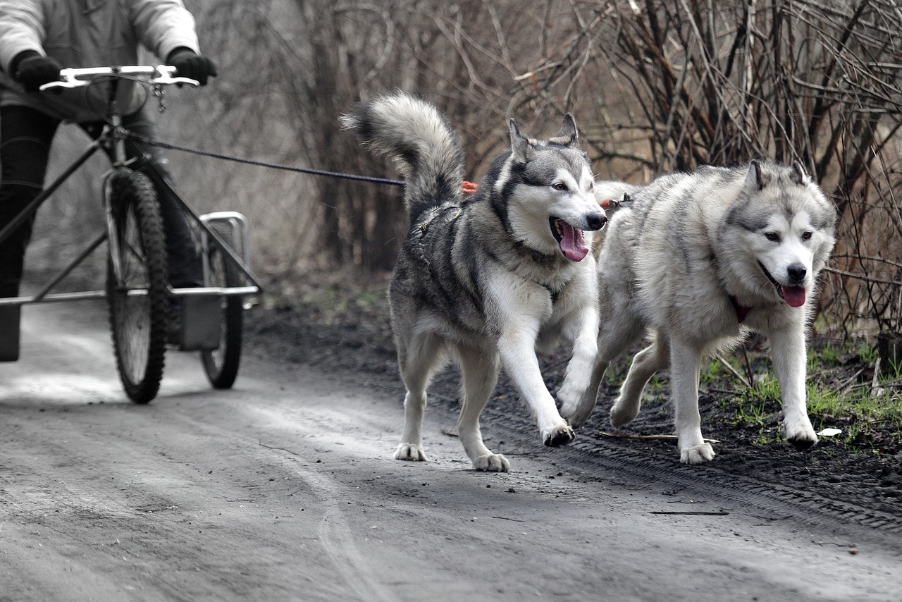 husky sled dogs adamczak free photo