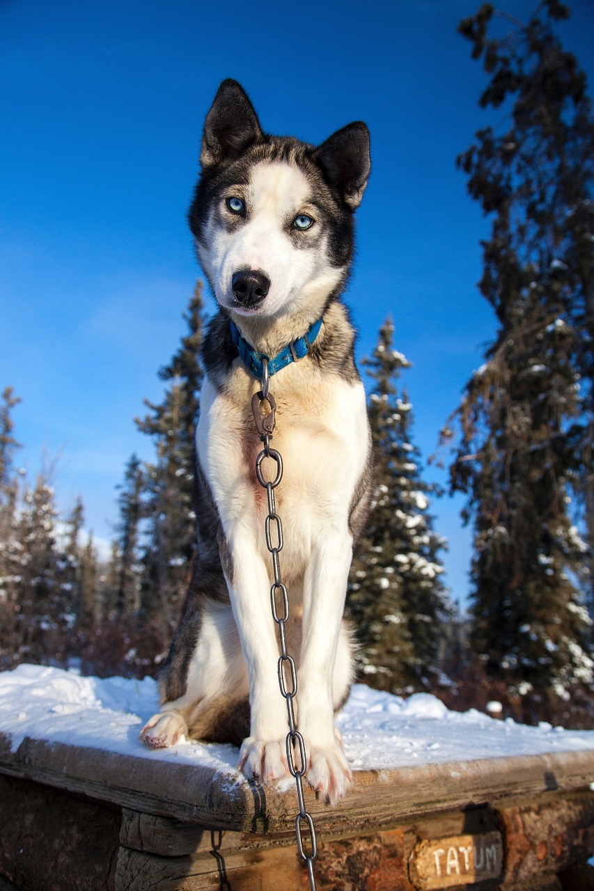 husky dog canine free photo