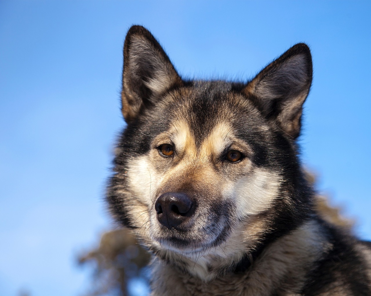 husky dog canine free photo