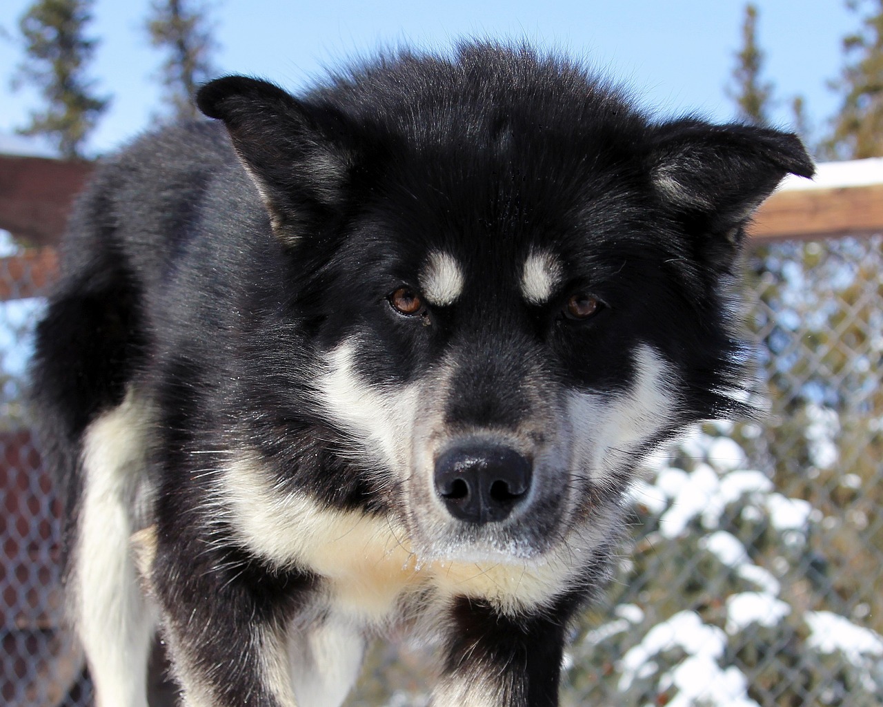 husky dog canine free photo