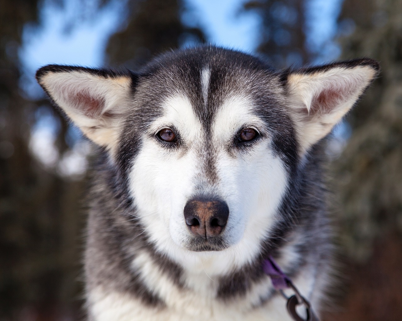 husky dog canine free photo