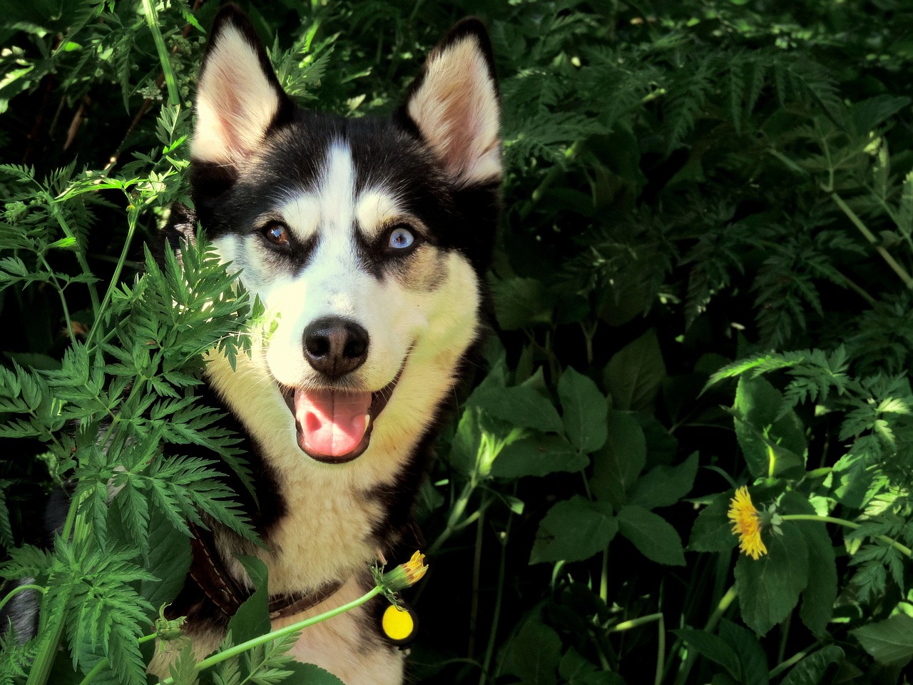 husky dog outdoor free photo