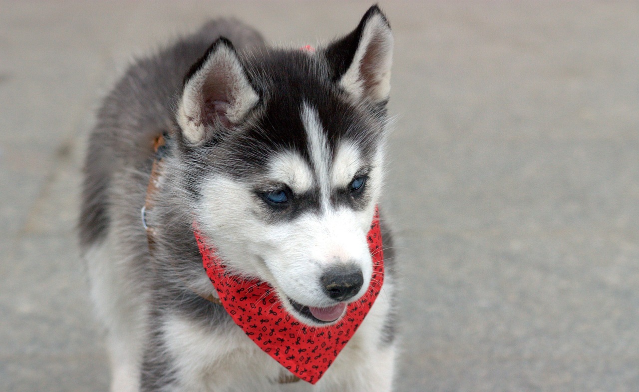 husky dog chicken free photo