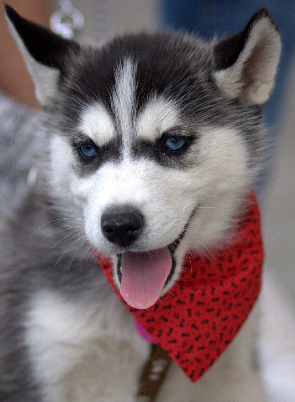 husky dog chicken free photo