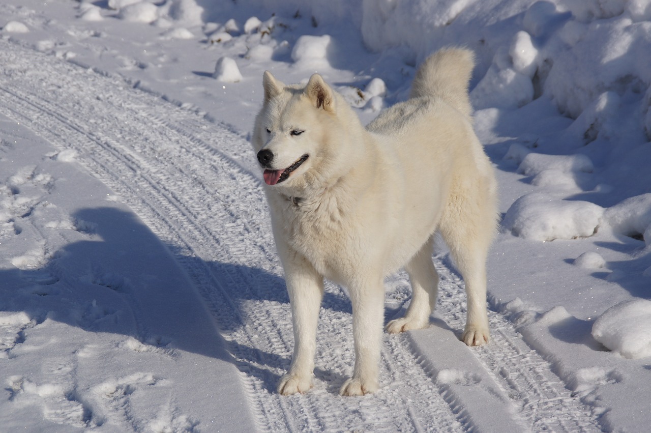 husky mountain winter free photo