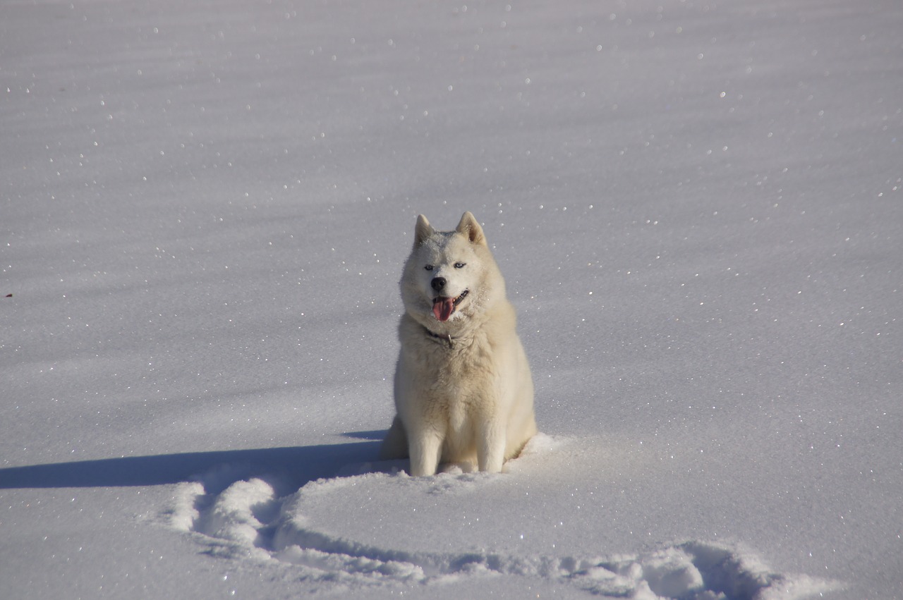 husky mountain savoie free photo