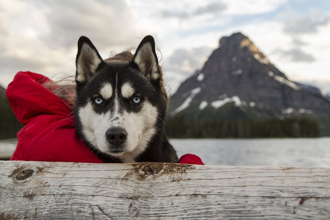 husky dog canine free photo