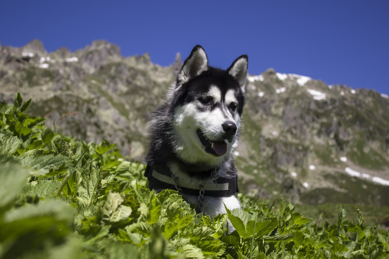 husky dog pet free photo