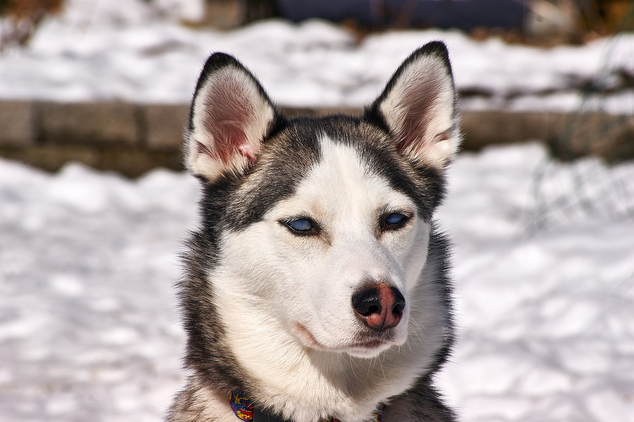 husky dog outdoor free photo