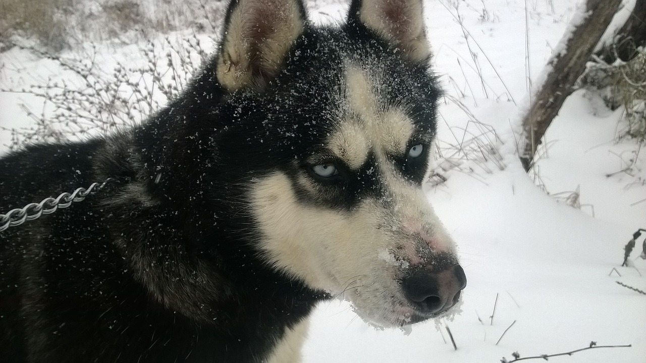 husky dog animal free photo