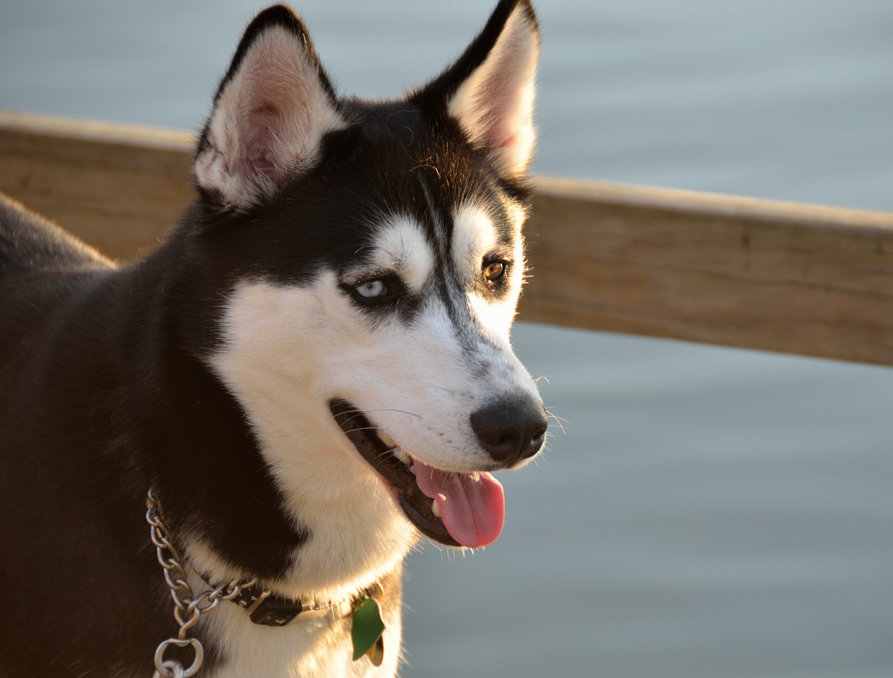 husky dog profile free photo