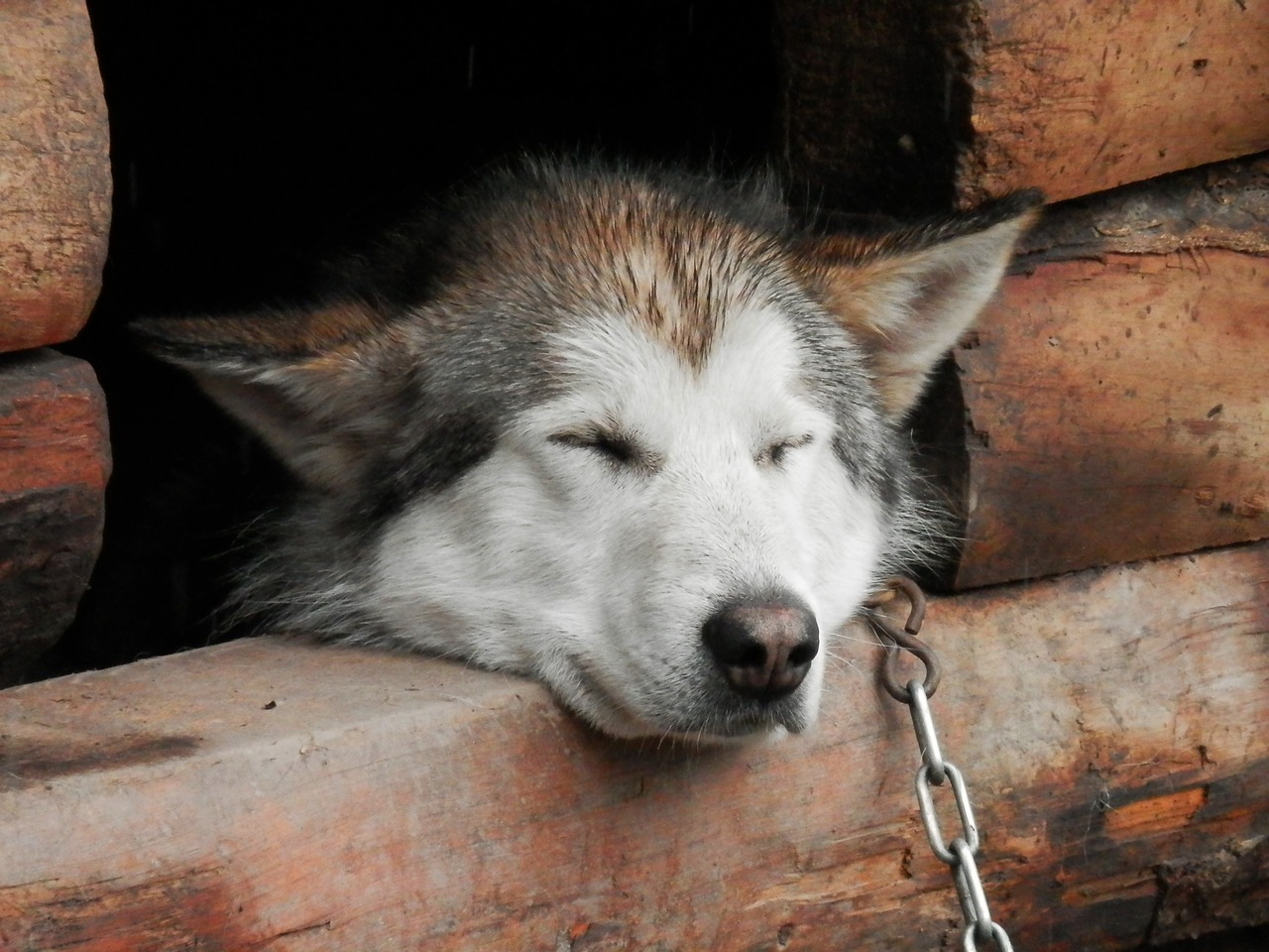 husky sleep nap free photo