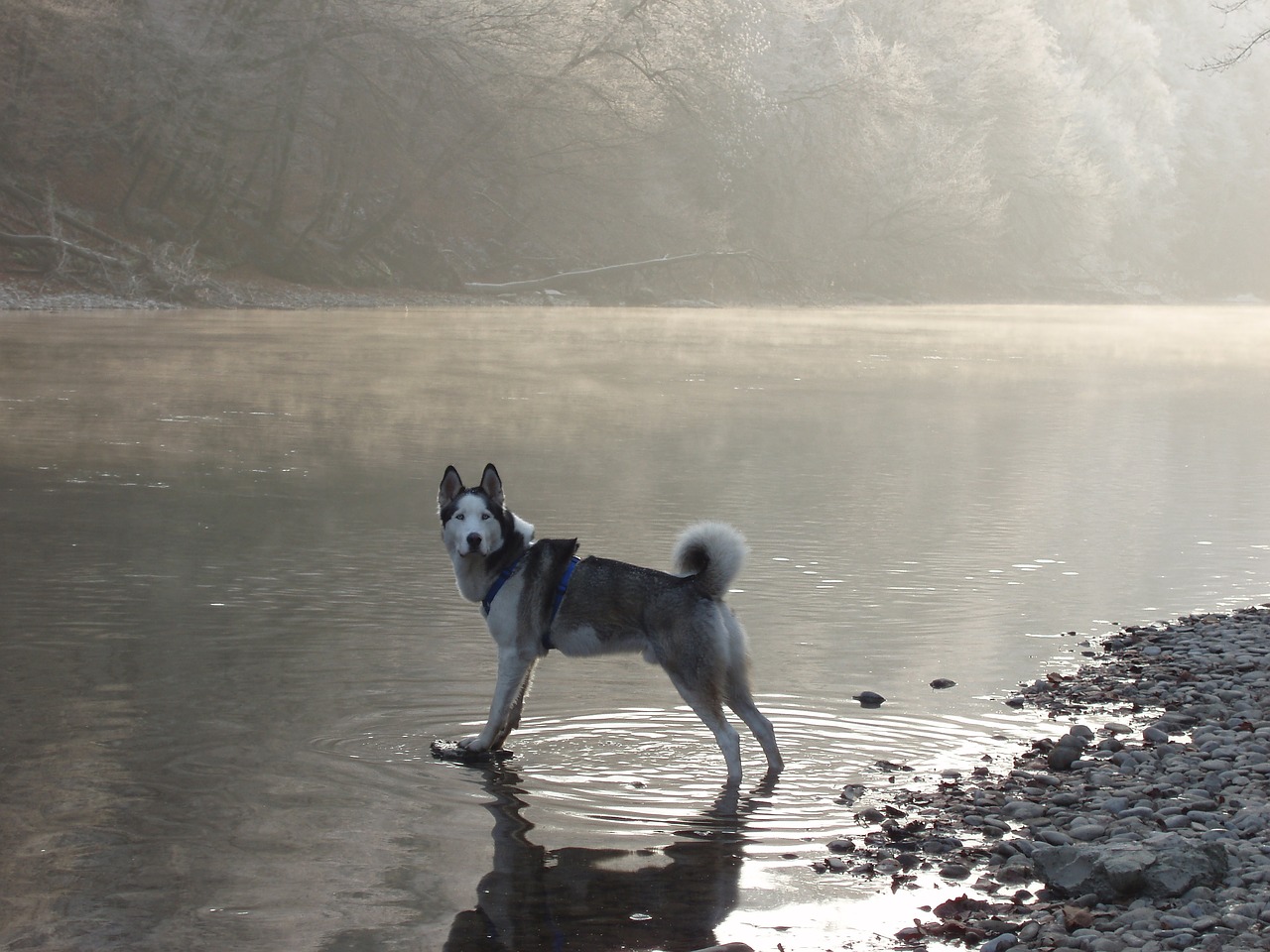 husky snow dog sled dog free photo