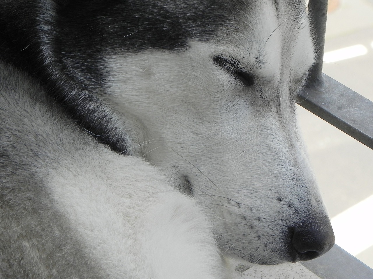 husky dog siberian husky free photo