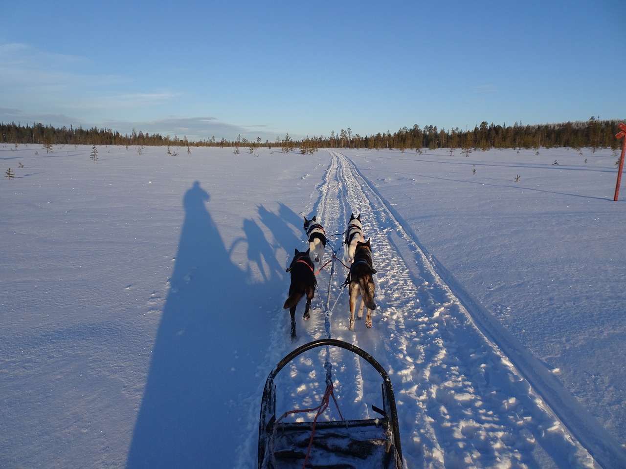 husky huskies winter free photo