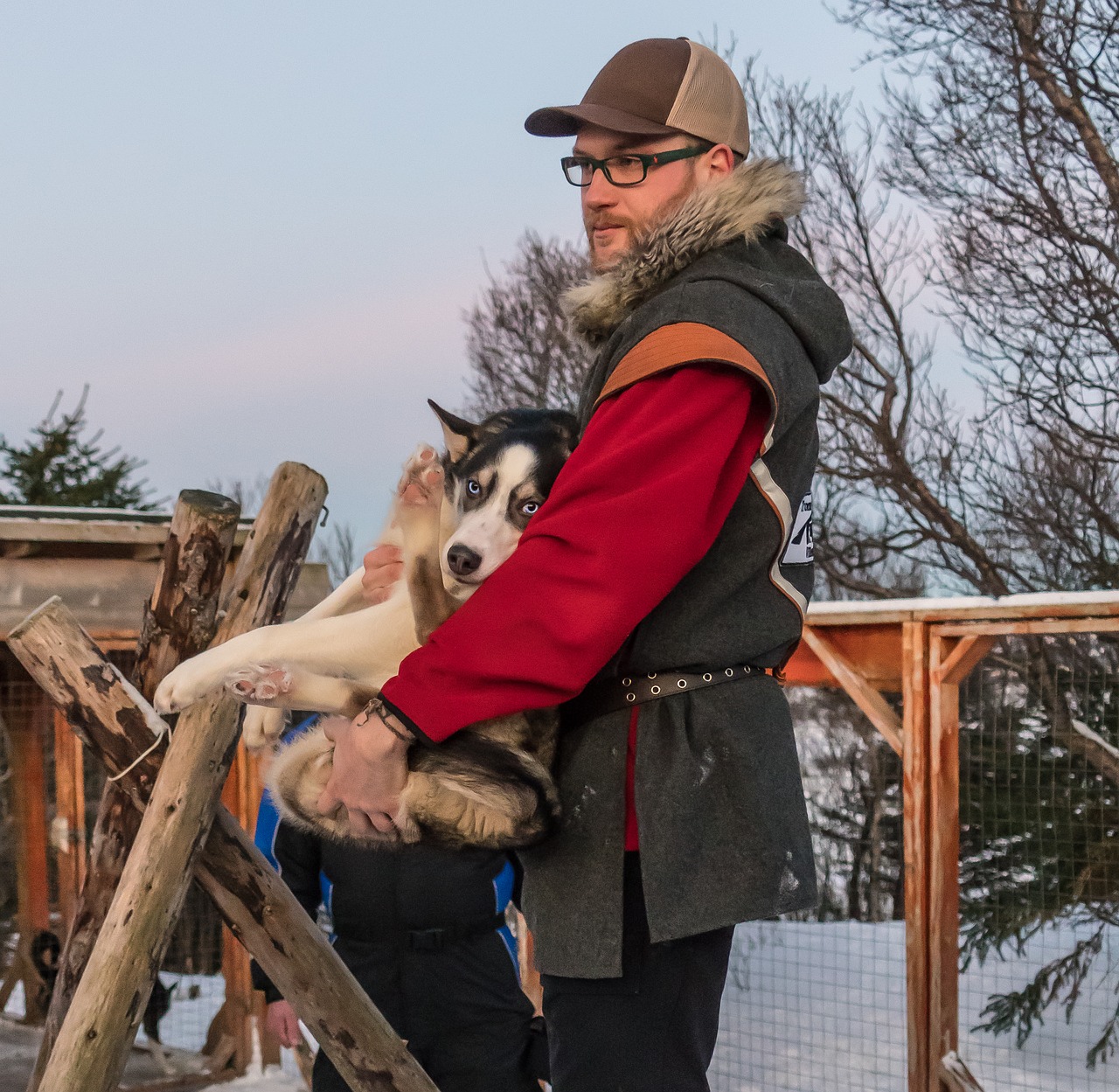 husky dog sled dog free photo