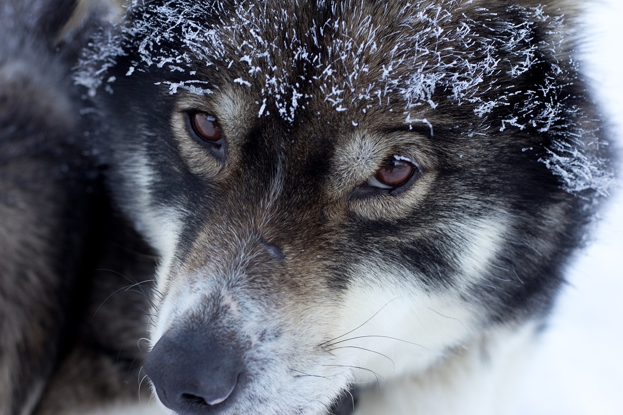 husky finland lapland free photo