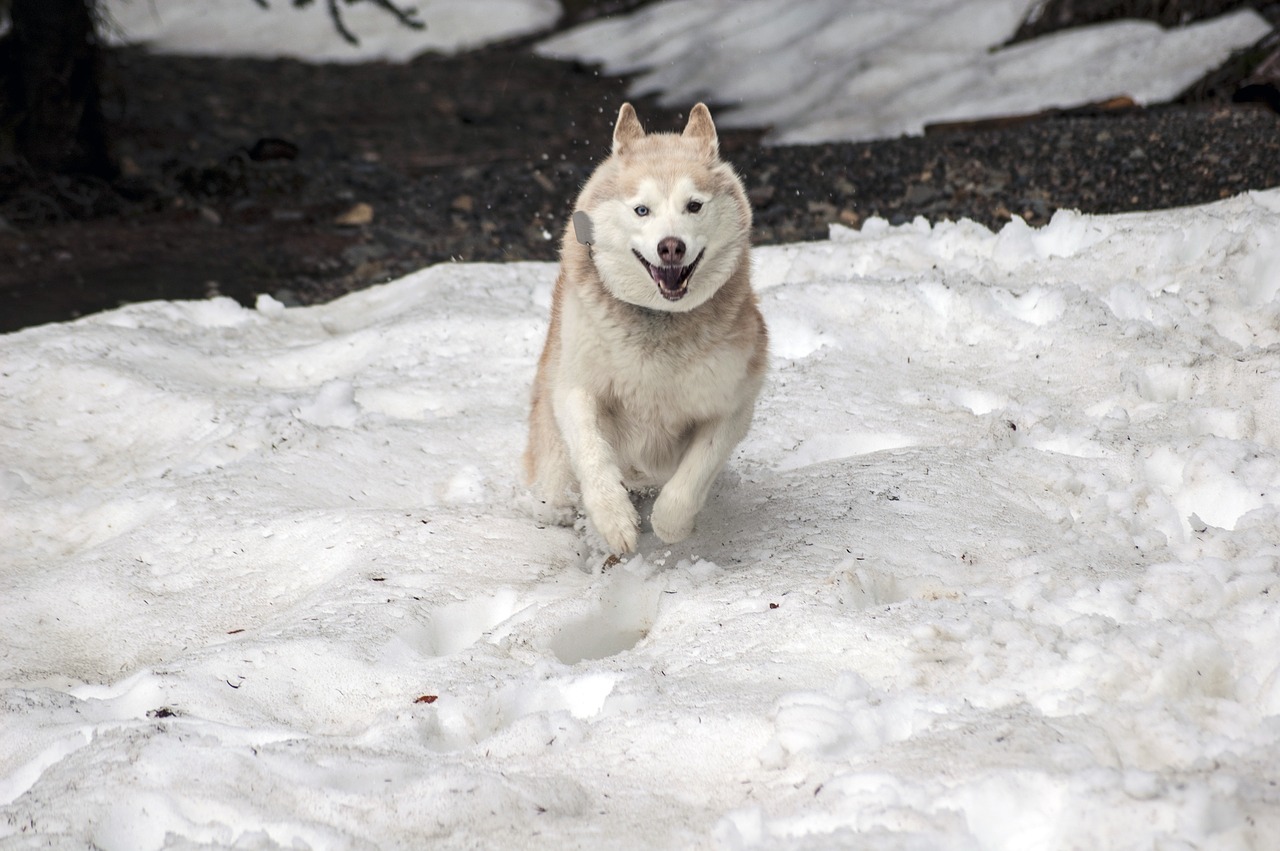 husky dog canine free photo