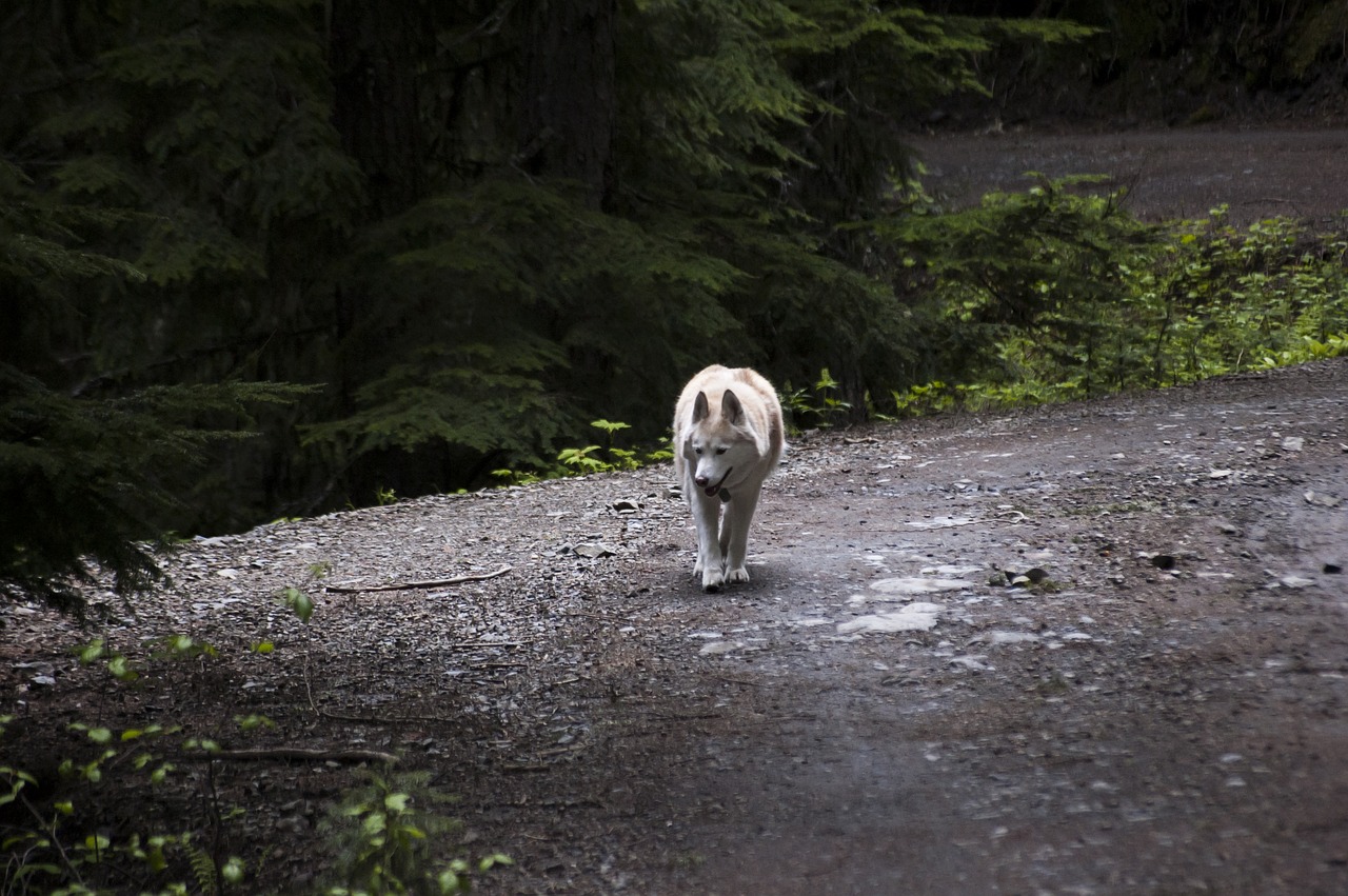 husky dog canine free photo